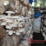 Budidaya Jamur Tiram