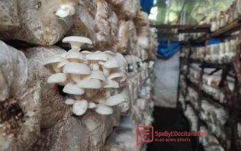 Budidaya Jamur Tiram