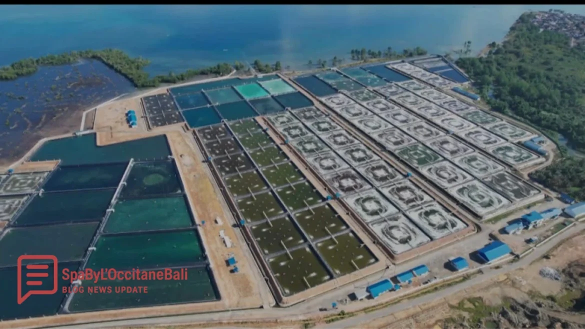 Tambak Udang: Panduan Budidaya Udang untuk Hasil Optimal